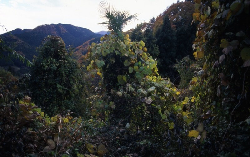 桜山、冬桜、モミジ、サザンカ、ツバキ