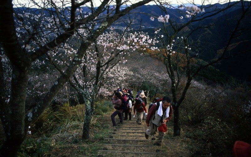 桜山、冬桜、モミジ、サザンカ、ツバキ