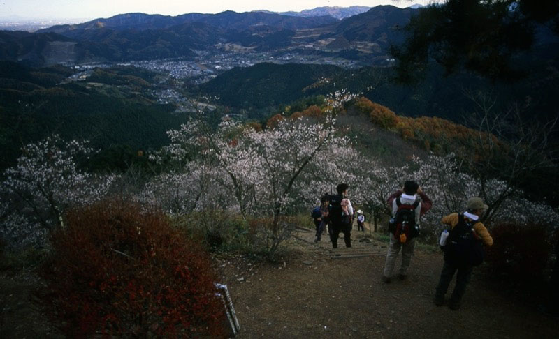 桜山、冬桜、モミジ、サザンカ、ツバキ