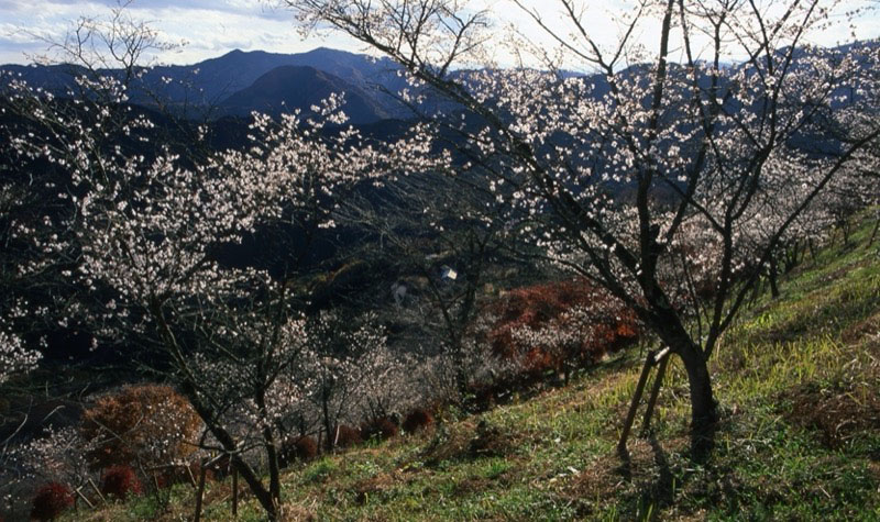 桜山、冬桜、モミジ、サザンカ、ツバキ