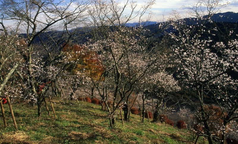 桜山、冬桜、モミジ、サザンカ、ツバキ