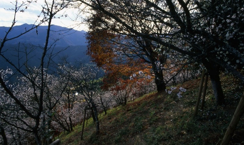 桜山、冬桜、モミジ、サザンカ、ツバキ