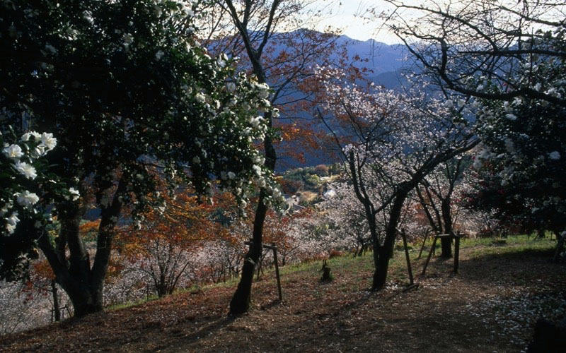 桜山、冬桜、モミジ、サザンカ、ツバキ