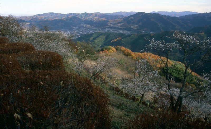 桜山、冬桜、モミジ、サザンカ、ツバキ