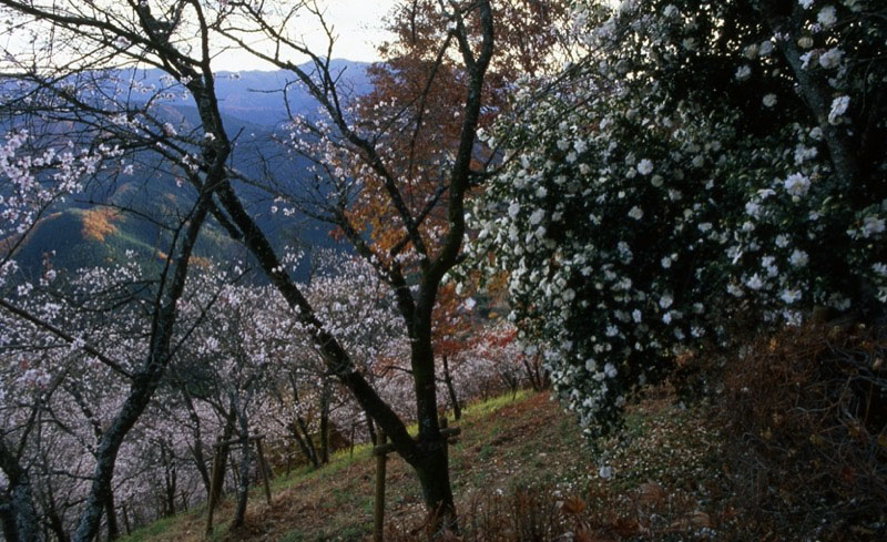 桜山、冬桜、モミジ、サザンカ、ツバキ