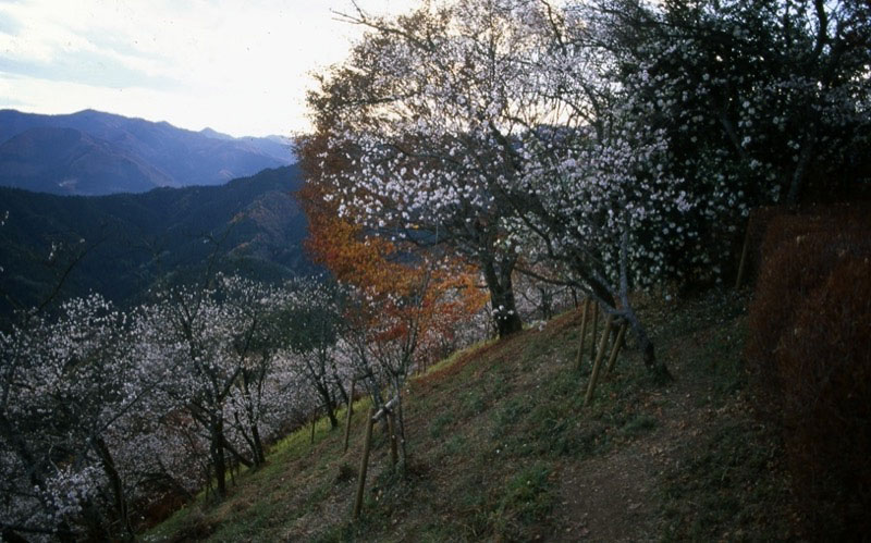 桜山、冬桜、モミジ、サザンカ、ツバキ