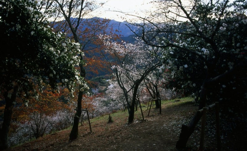 桜山、冬桜、モミジ、サザンカ、ツバキ