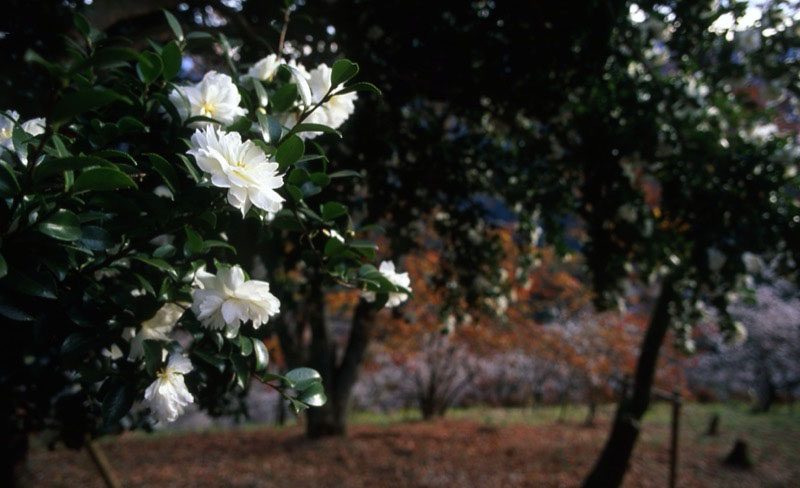 桜山、冬桜、モミジ、サザンカ、ツバキ