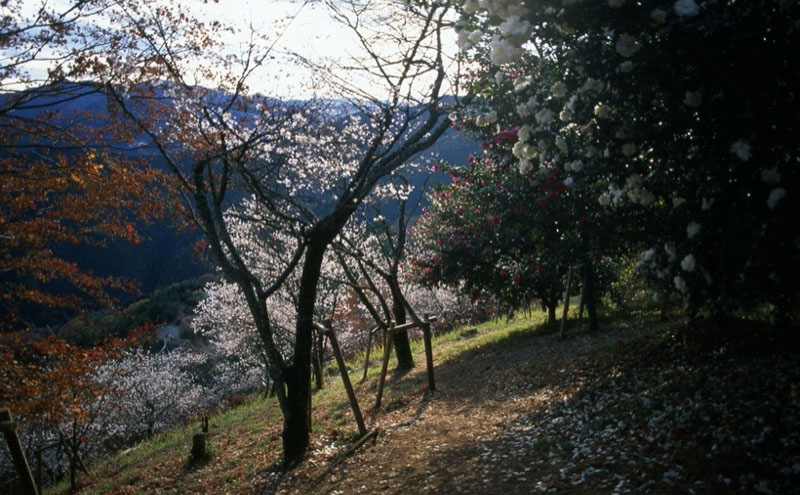 桜山、冬桜、モミジ、サザンカ、ツバキ