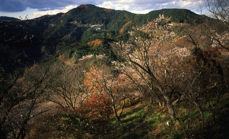 桜山、冬桜、モミジ、サザンカ、ツバキ