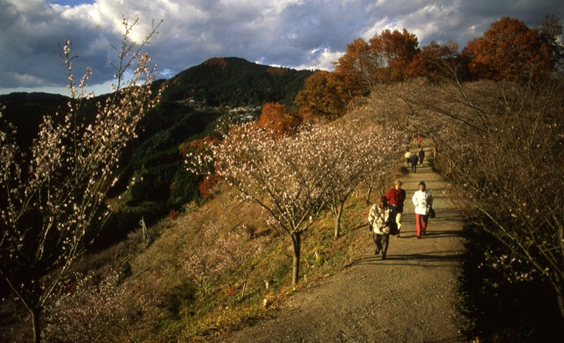 桜山、冬桜、モミジ、サザンカ、ツバキ