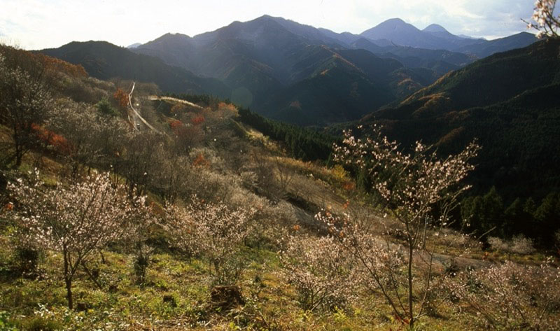 桜山、冬桜、モミジ、サザンカ、ツバキ