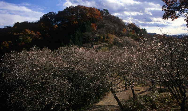 桜山、冬桜、モミジ、サザンカ、ツバキ