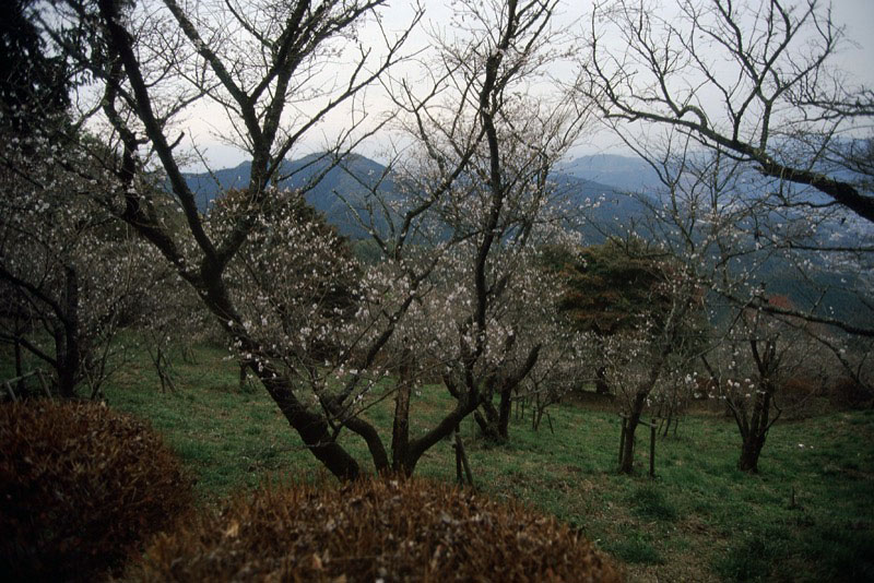 桜山、冬桜、モミジ、サザンカ、ツバキ