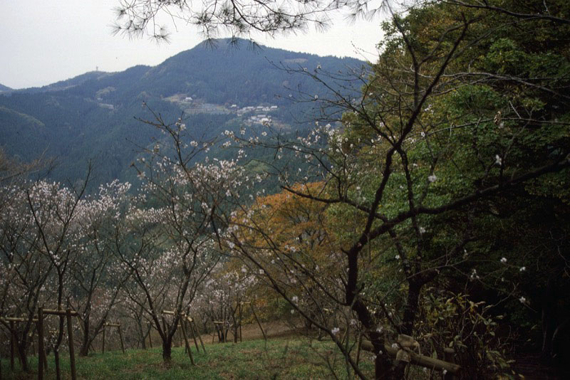 桜山、冬桜、モミジ、サザンカ、ツバキ