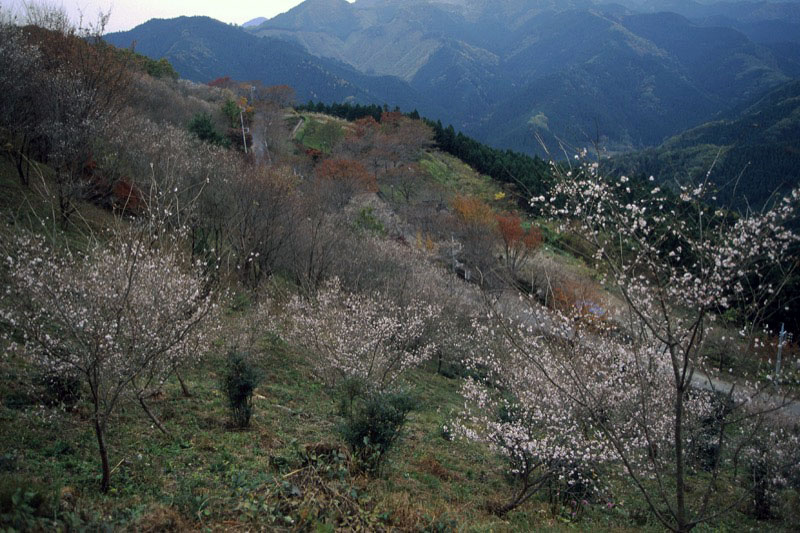 桜山、冬桜、モミジ、サザンカ、ツバキ