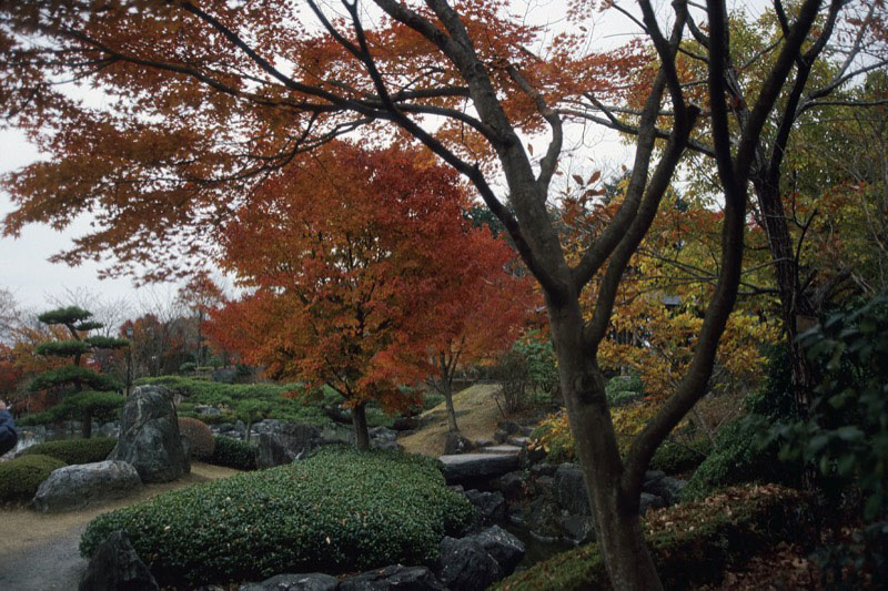 桜山、冬桜、モミジ、サザンカ、ツバキ