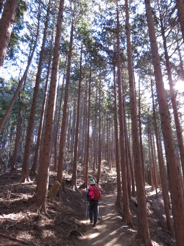 陣馬山,登山