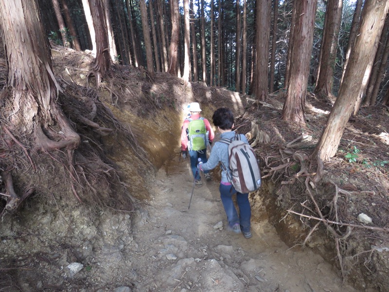 陣馬山,登山