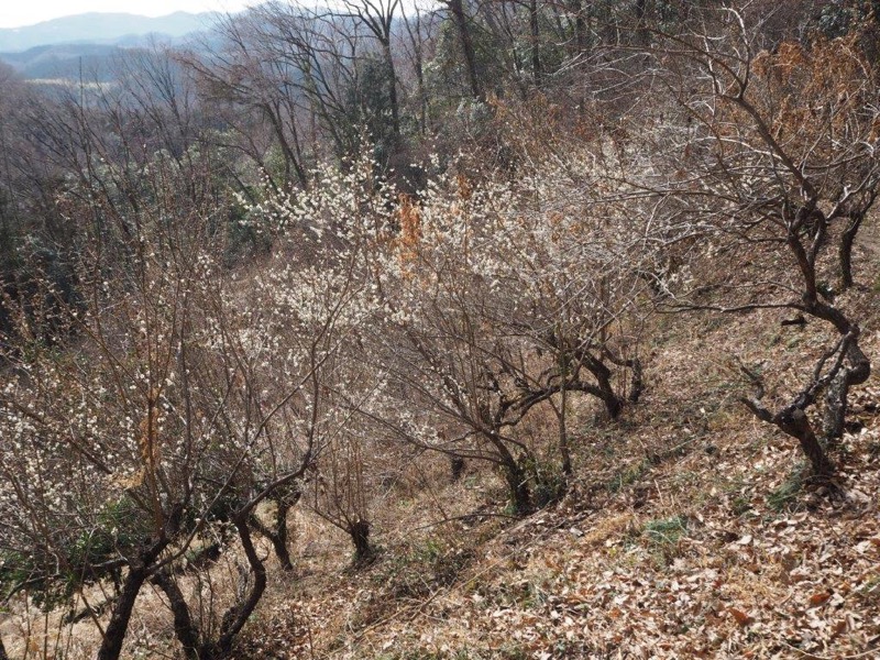 官ノ倉山登山