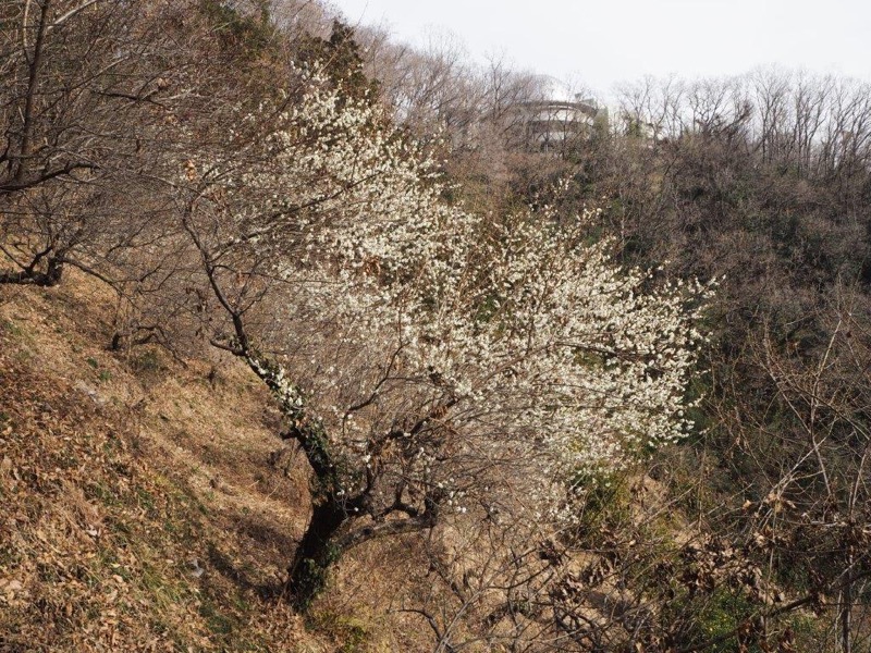 官ノ倉山登山