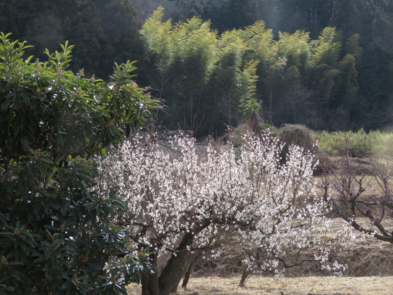 官ノ倉山登山