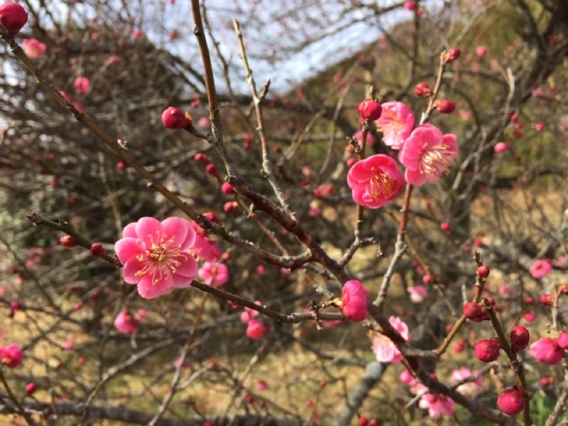 官ノ倉山登山