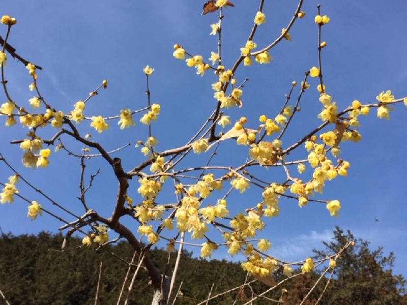 官ノ倉山登山