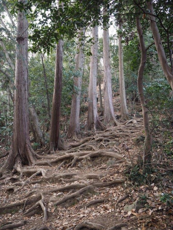 官ノ倉山登山