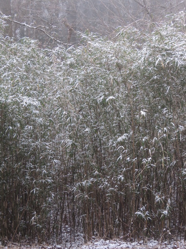 箱根,浅間山,登山