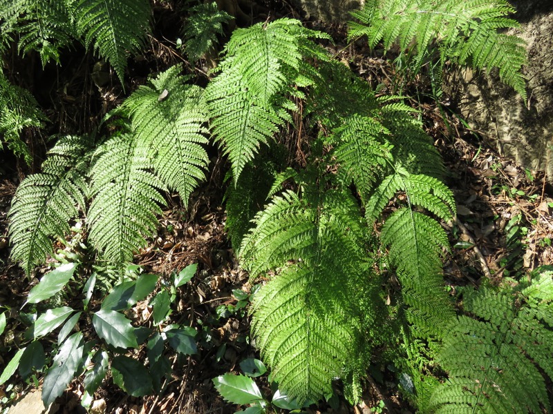 三浦アルプス登山