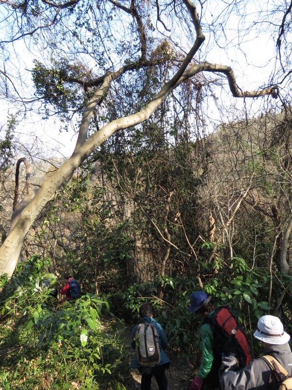 三浦アルプス登山