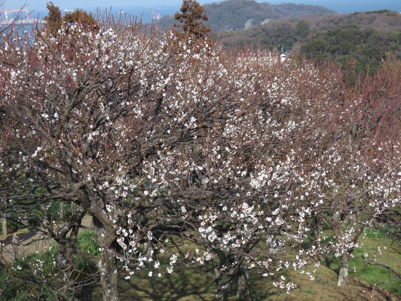 三浦アルプス登山