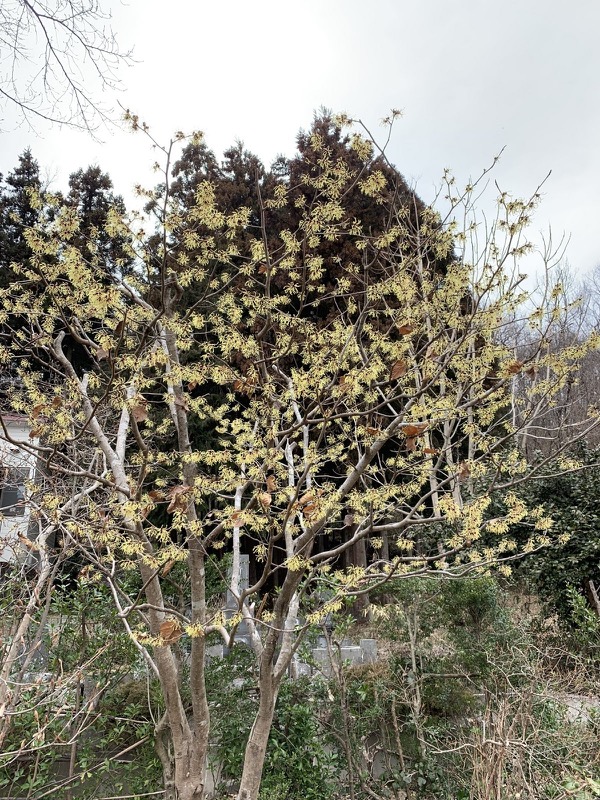 長瀞アルプス、宝登山登山