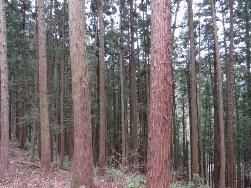 長瀞アルプス、宝登山登山