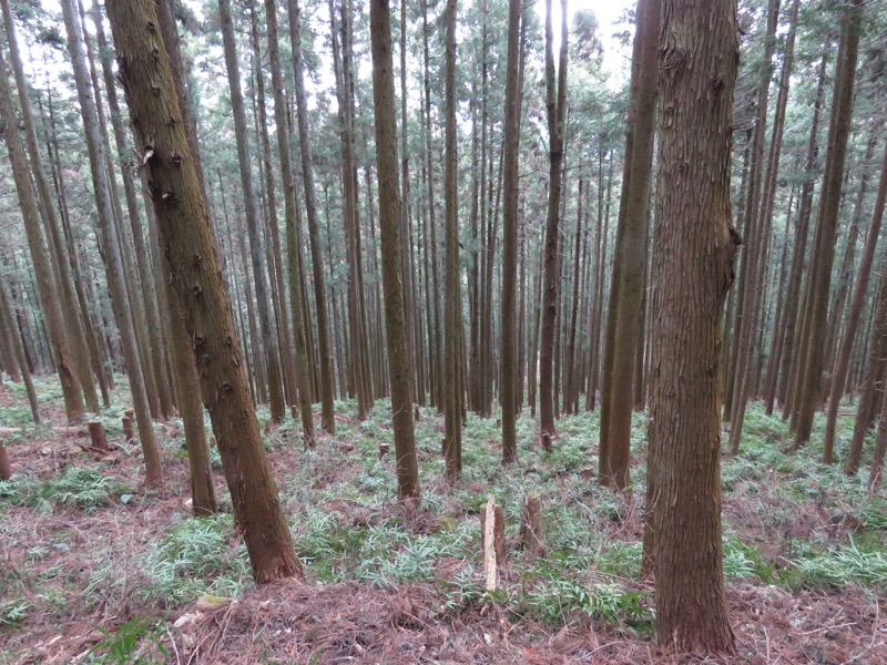 長瀞アルプス、宝登山登山