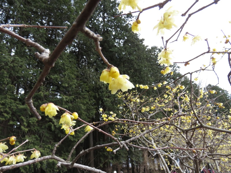 長瀞アルプス、宝登山登山