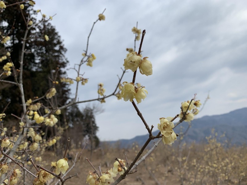 長瀞アルプス、宝登山登山