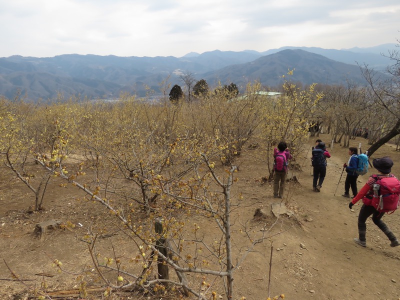 長瀞アルプス、宝登山登山