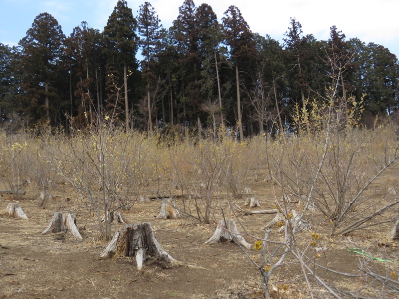 長瀞アルプス、宝登山登山