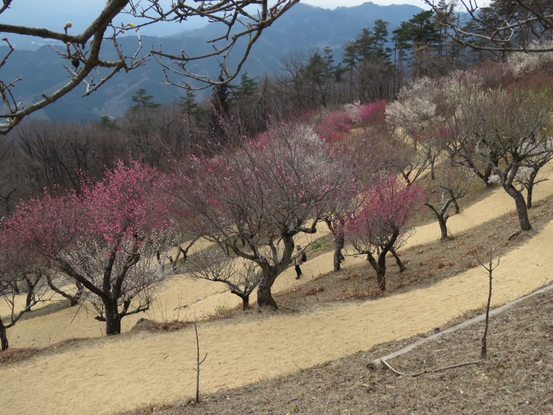 長瀞アルプス、宝登山登山