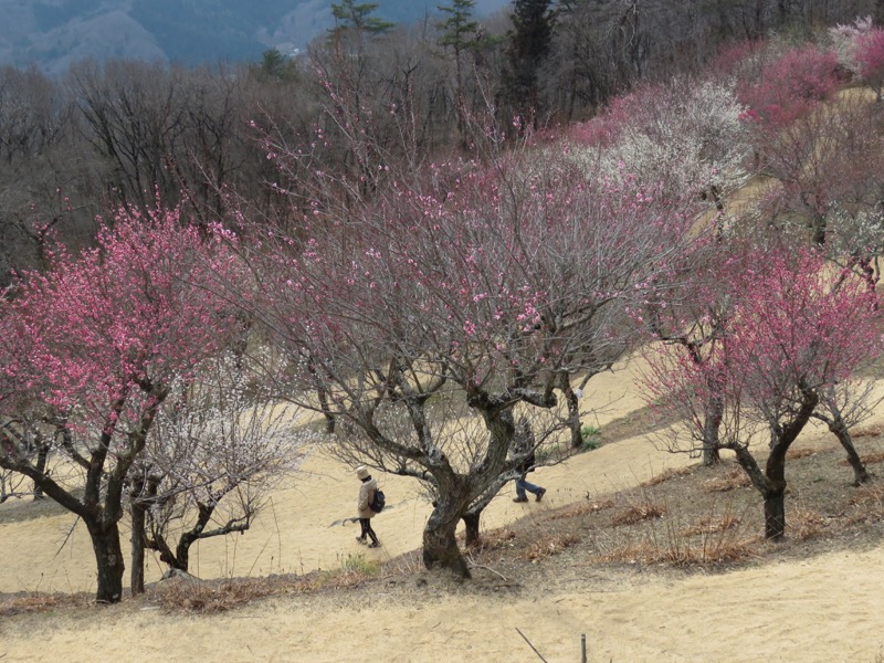 長瀞アルプス、宝登山登山