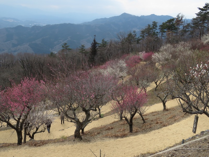 長瀞アルプス、宝登山登山