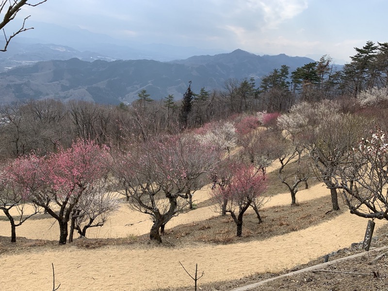 長瀞アルプス、宝登山登山