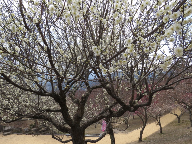 長瀞アルプス、宝登山登山