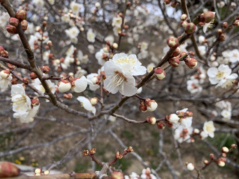 長瀞アルプス、宝登山登山