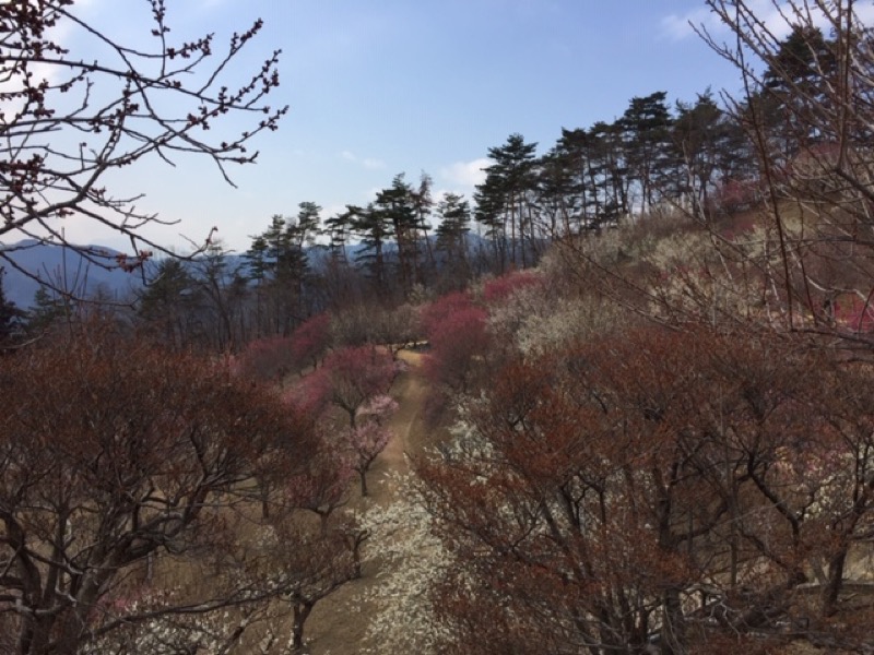 長瀞アルプス、宝登山登山