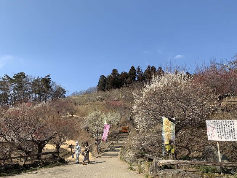 長瀞アルプス、宝登山登山