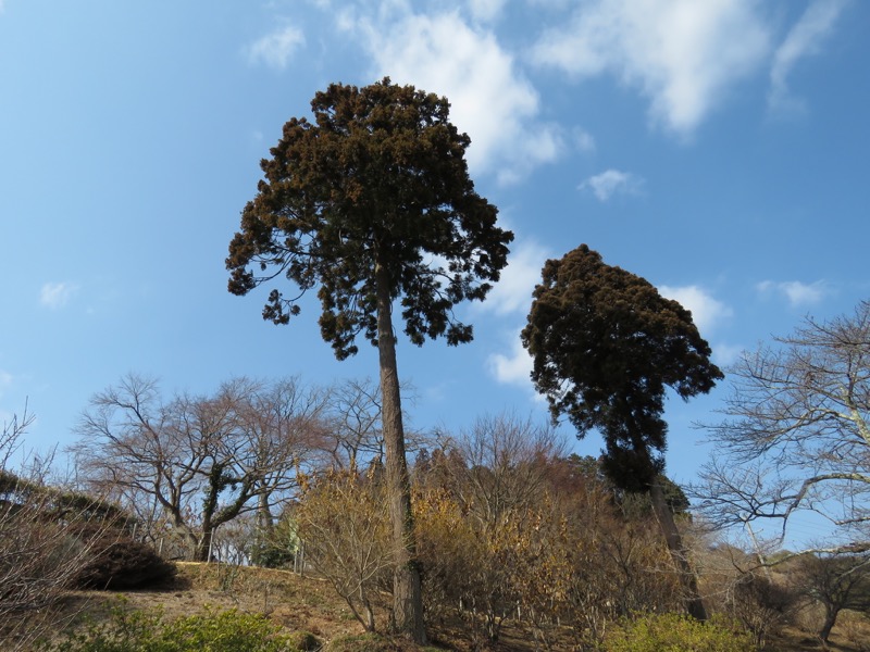 長瀞アルプス、宝登山登山