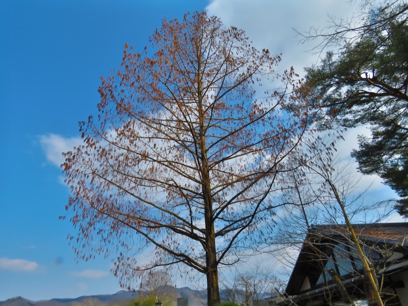 長瀞アルプス、宝登山登山